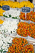Bunches Of Tulips, Flower Market, Bloemenmarkt