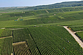 Aerial View Of Champagne Vineyards, Verzy Region During The Grape Harvest, Marne (51)
