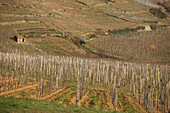 North Rhone Valley, Cornas Wine-Growing Region, Vineyard, Northern Cote Du Rhone, Ardeche (07)