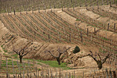 Cornas Wine-Growing Region, Vineyard, North Rhone Valley, Northern Cote Du Rhone, Ardeche (07)