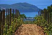 Vineyard At The Domaine De La Begude, Var (83)