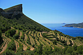 Vineyard In Cassis, Bouches Du Rhone (13)