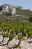 Vineyard At The Chateau Calissanne, Coteaux D'Aix-En-Provence, Bouches Du Rhone (13)