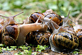 Garden Snail Farm, France