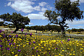 Prairies Of Flowers On The Route To Moura, Alentejo, Portugal