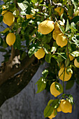 Lemon Tree And Lemons, Evora, Alentejo, Portugal