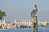 Pelican By The Sea, Sanibel Island, Florida, Usa