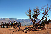 Tourists Led By A Guide With His Mules On The Plateau Of The Grand Canyon, Grand Canyon, Arizona, United States, Usa