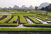 Landscape Of Rice Paddies In Hoa Lu, Northern Vietnam, Vietnam