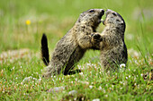 Zwei Alpenmurmeltiere (Marmota marmota) kämpfen, Stubai, Stubaier Alpen, Tirol, Österreich