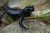 Alpine salamander (Salamandra atra), Stubai, Stubai Alps, Tyrol, Austria