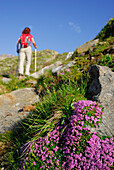 Blühendes Leimkraut, Wanderin im Hintergrund, Stubaier Alpen, Trentino-Südtirol, Italien