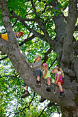 Kindern sitzen auf einem Ast, Bayerische Alpen, Oberbayern, Bayern, Deutschland