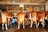 Frau melkt Kühe in Stall, Oberbayern, Bayern, Deutschland