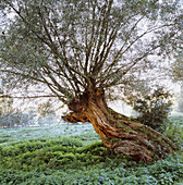 Pastureland with pollard willow tree, Rhine, Dusseldorf, North Rhine-Westphalia, Germany