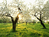 Blooming apple trees at river Rhine, Dusseldorf, North Rhine-Westphalia, Germany