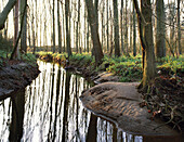 Pastureland at river Rhine, Dusseldorf, North Rhine-Westphalia, Germany