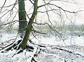 Pastureland at river Rhine with bare tree in winter, Dusseldorf, North Rhine-Westphalia, Germany