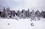 Schneelandschaft mit Nadelbäumen am Brocken, Harz, Niedersachsen, Deutschland
