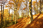Grafenberger Wald im Herbst, Düsseldorf, Nordrhein-Westfalen, Deutschland
