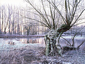 Pollard willow trees in high water, pastureland at river Rhine, Dusseldorf, North Rhine-Westphalia, Germany