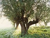 Pastureland with pollard willow trees, Rhine, Dusseldorf, North Rhine-Westphalia, Germany