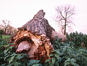 Dead tree trunk between stinging nettles, Dusseldorf, North Rhine-Westphalia, Germany