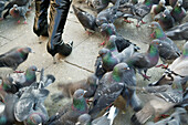 Frau in Stiefeln, steht in einem Schwarm Tauben, Venedig, Italien