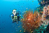 Schwarze Koralle und Taucher, Antipathes dichotoma, Malediven, Maya Thila, Nord Ari Atoll