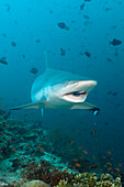Grey Reef Shark with Cleaner Wrasse, Carcharhinus amblyrhynchos, Labroides dimidiatus, Maldives, Hafsaa Thila, North Ari Atoll
