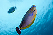 Bignose Unicornfish, Naso vlamingii, Maldives, Guraidhoo Channel, South Male Atoll