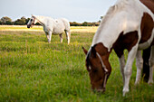 Horses on pasture, Foehr island, Schleswig-Holstein, Germany