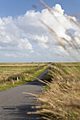 Straße durchs Vogelschutzgebiet Godelniederung, bei Witsum, Insel Föhr, Schleswig-Holstein, Deutschland