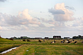 Cattel on pasture, Waldhusen, Pellworm island, Schleswig-Holstein, Germany