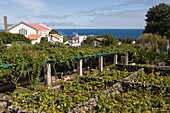 Grape vines outside Museu do Vinho Wine Museum, Biscoitos, Terceira Island, Azores, Portugal, Europe