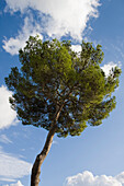 Tree outside Els Calderers Manor House, near Sant Joan, Mallorca, Balearic Islands, Spain, Europe