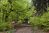 hiking trail in the Deister hills, near Hanover, Lower saxony, northern Germany