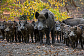 Wildschweine im Saupark Springe, Niedersachsen, Deutschland