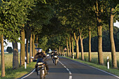 Motorradfahrer auf einer Allee, Calenberger Land, Niedersachsen, Deutschland