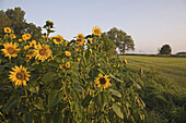 Sunflowers, near Hanover, Lower Saxony, Germany