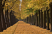 autumn, Graft, tree lines along water moat around the Great Garden Herrenhausen in Hanover, one of Europe's best preserved historic baroque gardens, Hanover, Lower Saxony, northern Germany
