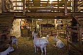 Ziegenstall auf dem Gut Adolphshof bei Lehrte-Hämelerwald, Ziegen, Streu, Gatter