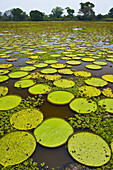 Water Lilies (Victoria amazonica), Pantanal Matogrossense National Park. Mato Grosso, Brasilien