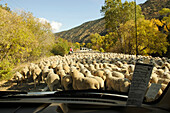 Sheep herd, Panguitch, Utah, USA