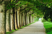 Alley of plane trees at Lake Como, Lombardy, Italy