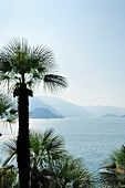 Palm trees at Lake Como, Lombardy, Italy
