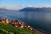Blick über Weinberge und Saint Saphorin zum Genfersee, Kanton Waadt, Schweiz