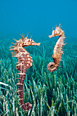 Couple of Mediterranean Seahorse, Hippocampus ramulosus, Tamariu, Costa Brava, Mediterranean Sea, Spain
