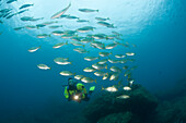 Diver and Shoal of Cow Breams, Sarpa salpa, Carall Bernat, Medes Islands, Costa Brava, Mediterranean Sea, Spain