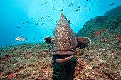 Dusky Grouper, Epinephelus marginatus, Carall Bernat, Medes Islands, Costa Brava, Mediterranean Sea, Spain